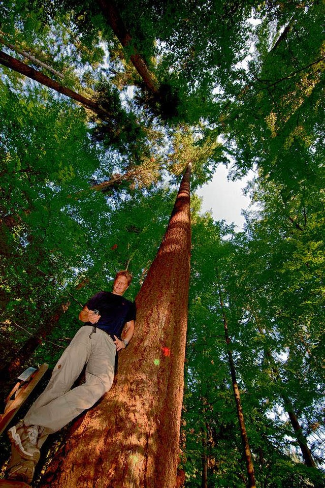 Ein Traum von einem Baum: Andreas Sch..., die jetzt  mehr als 65 Meter misst.   | Foto: Klaus Echle (Forstamt)/Ingo Schneider