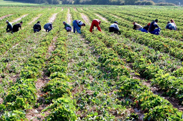 Rumnische Saisonarbeiter arbeiten auf einem abgeernteten Erdbeerfeld.   | Foto: DPA