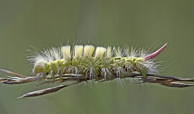 Die Raupe des Buchenstreckfues (unten) und die eines Wolfsmilchschwrmers   | Foto: Ingo Seehafer