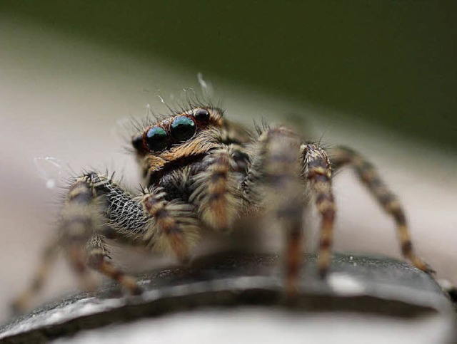 Eine Spinne aus der Petite Camargue Alsacienne  | Foto: Jacky Nassens