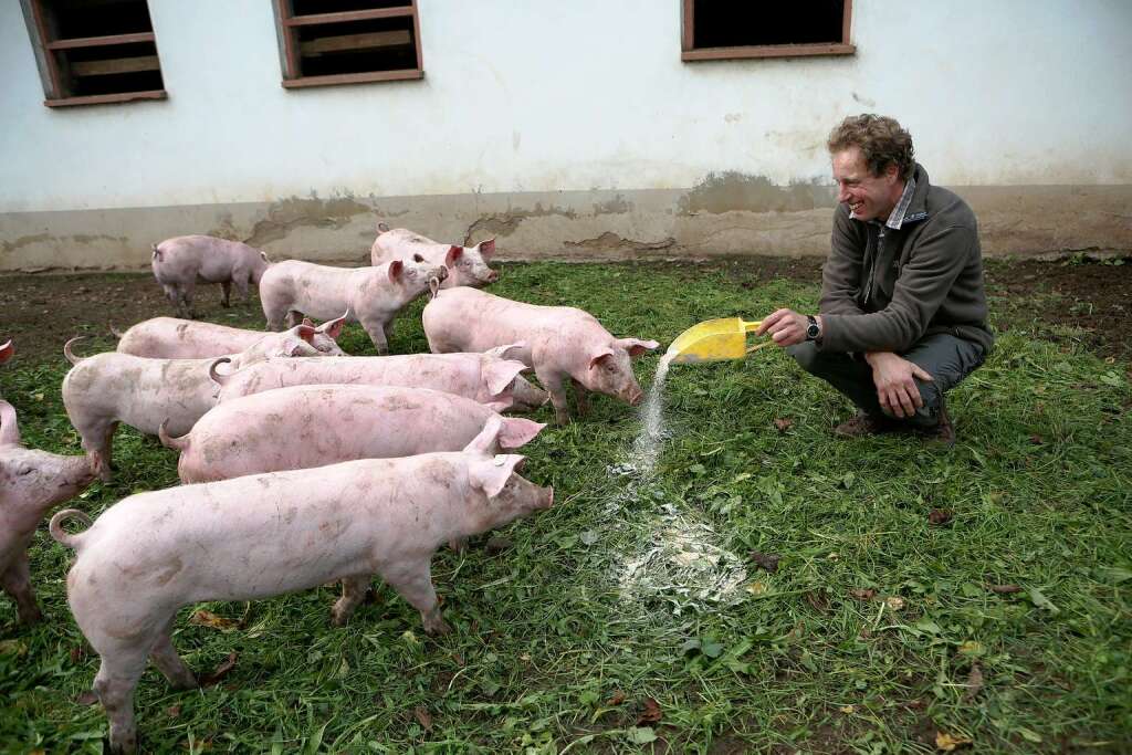 Martin Mllerleile mit seinen Schweinen