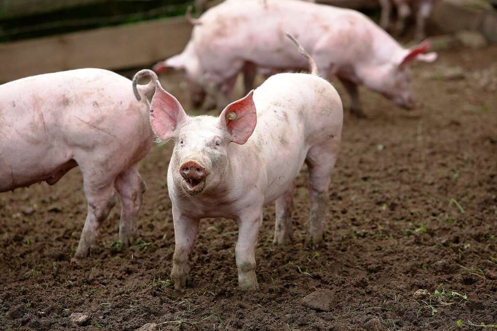 Noch quietschlebendig – die Schweine auf dem Kasperhof