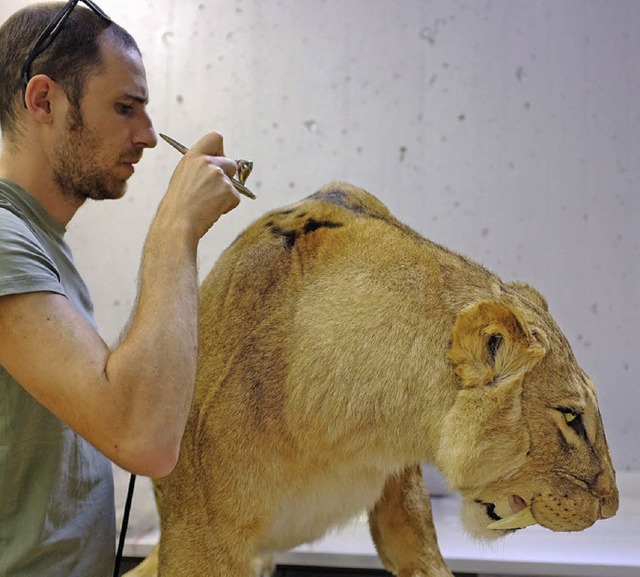 Sbelzahntiger im Naturhistorischen Museum Basel; Prparator Alwin Probst  | Foto: Bild honorarfrei