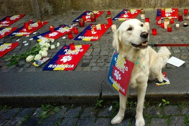 Rumnien: Tierschtzer warnen vor Massakern an Hunden