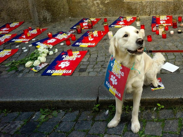 Auch er geht gegen Hundettungen auf d...or der rumnischen Botschaft in Prag.   | Foto: AFP