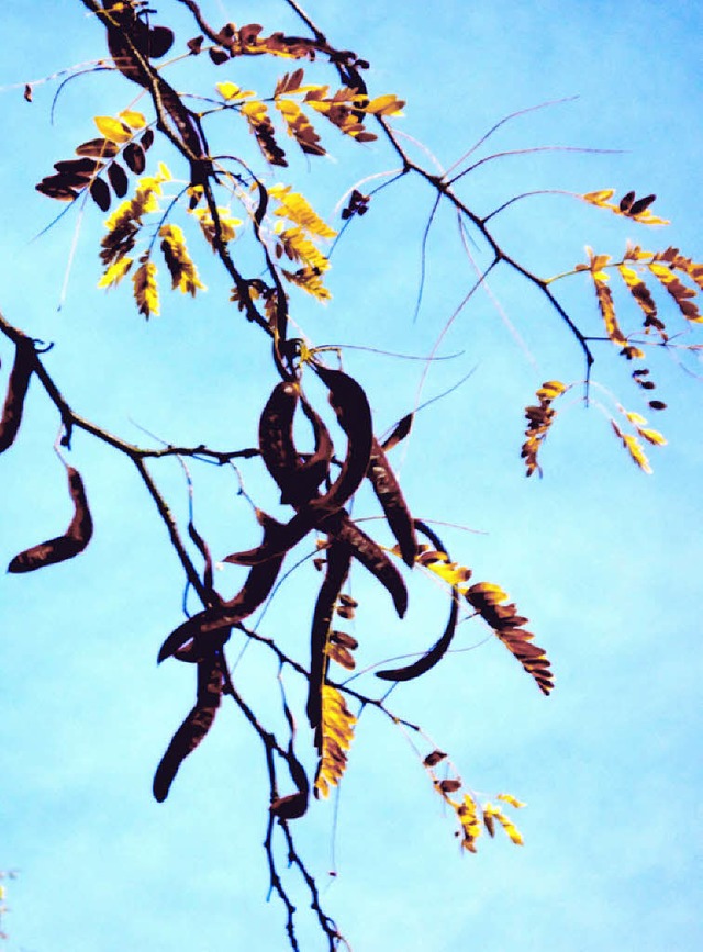 Die Früchte der Gleditschie sind im Herbst gut erkennbar. | Foto: Pacha Die Früchte der Gleditschie sind im Herbst gut erkennbar. | Foto: Pacha
