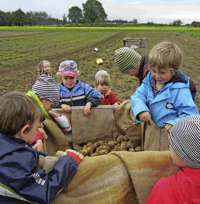 Kinder des Waldkindergartens halfen bei der Kartoffelernte.   | Foto: zvg