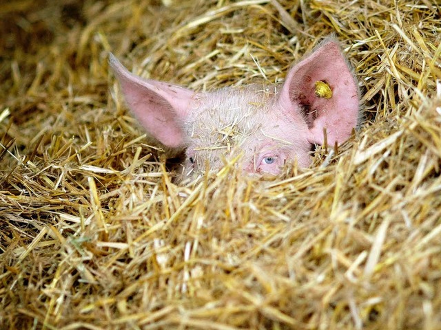 Trotz niedlicher Bilder: Landwirtschaft hat wenig mit Romantik zu tun.   | Foto: DPA