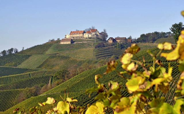 Schloss Staufenberg, ringsum von Reben eingerahmt.   | Foto: ullmann