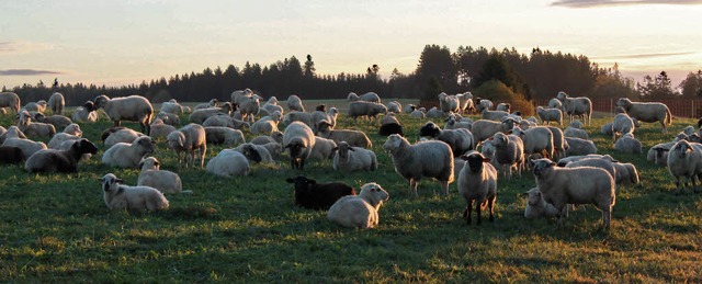 Ein idyllisches Bild:  Die Schafe von ...en rund um den Hchenschwander Berg.    | Foto: Cornelia Liebwein