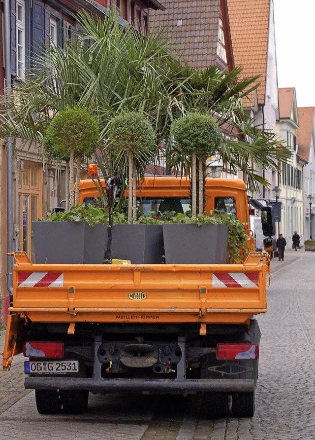 Letzte Fahrt zum berwintern:  Palmen ...f dem Weg vom Salmen ins Winterdepot.   | Foto: Seller