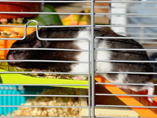 Hat eine neues Zuhause gefunden: Der Hamster von Bad Sckingen.  | Foto: Felix Held