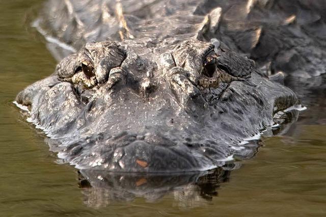 Alligator unter Rolltreppe entdeckt