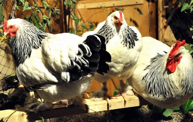 Im prchtigen Federkleid  prsentieren...er auf der Kleintierschau in Umkirch.   | Foto: julius steckmeister