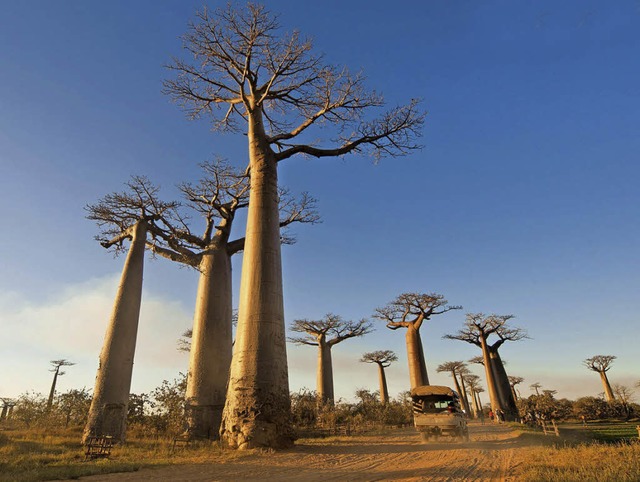 Bizarr: Baobab-Bume auf Madagaskar  | Foto: Veranstalter