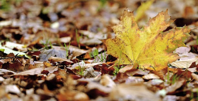 Wie jeden Herbst sammeln sich wieder U... schnell gelb und beginnen zu faulen.   | Foto: dpa