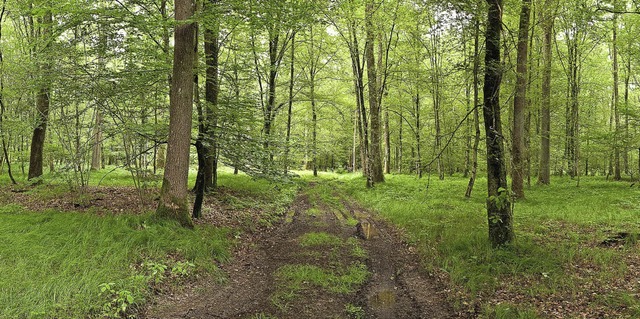 Dieses Foto aus dem Teninger Allmendwald hat uns ein BZ-Leser geschickt.   | Foto: Wolfgang Speer