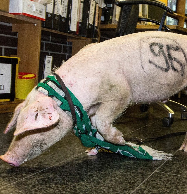 Ses Kerlchen: das 96er-Schwein   | Foto: dpa