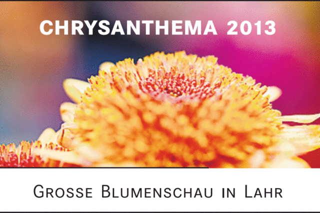Lahrs Chrysanthema 2013 geht zu Ende