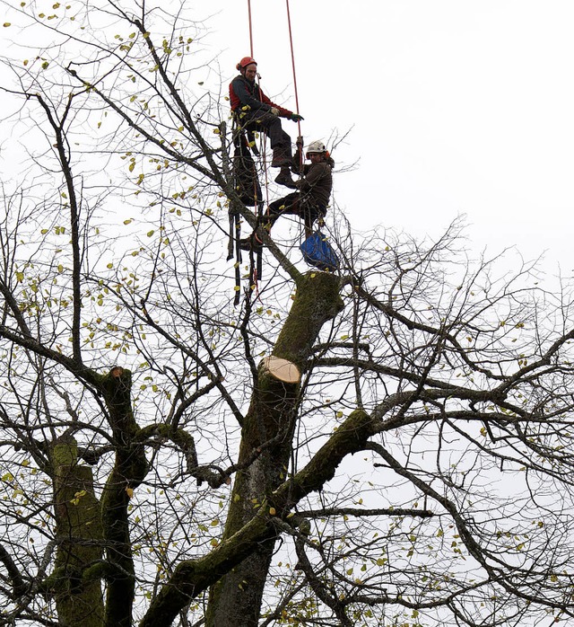 Arbeitsplatz in luftiger Hhe: Baumpfl... Menschen und Material auszuschlieen.  | Foto: Werner Probst