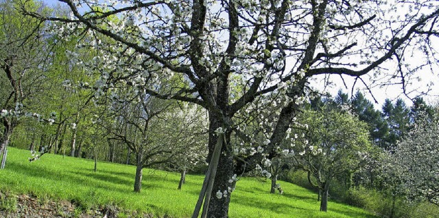 Streuobstwiese bei Holzen in Steillage  | Foto: Jutta Schtz