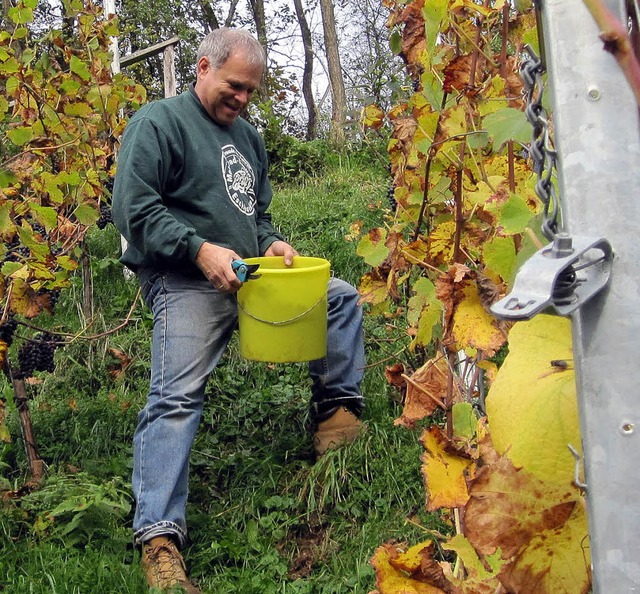 Winzer Rudolf Schwr bei der Weinlese ... Grad chsel sind von guter Qualtit.   | Foto: Graf