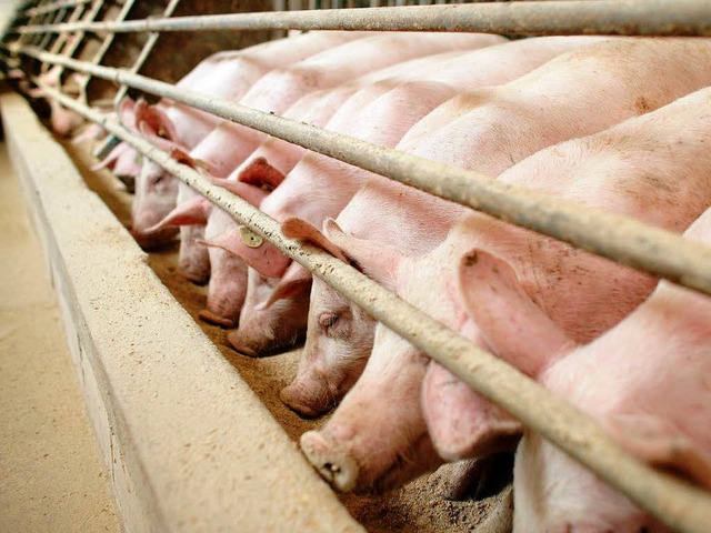 Gedrngt stehen Schweine am Futtertrog...nes Mastbetriebes unweit von Frankfurt  | Foto: dpa