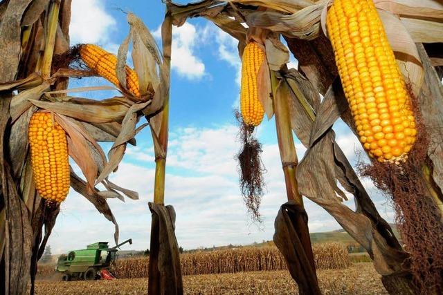 Kein gutes Jahr für die Maisbauern in Südbaden