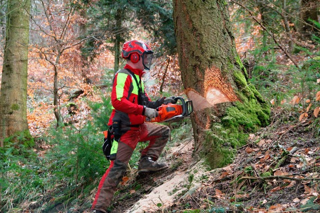 So dickes Stammholz wird es in Ballrec...vergangegen Jahren dem Wald entnommen.  | Foto: Sabine Model