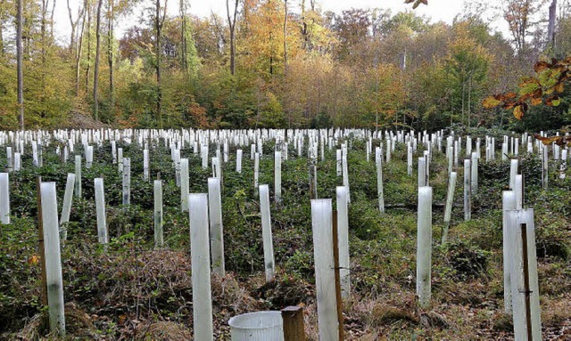 Die Pflege von Forstkulturen, vor alle...nchsten Jahren eine groe Bedeutung.   | Foto: Nikolaus Trenz