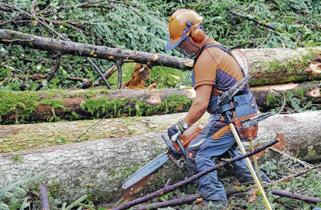 Papierholz wird im Gemeindewald Albbru...tzt man auf das Holz von Nadelbumen.   | Foto: Dinort