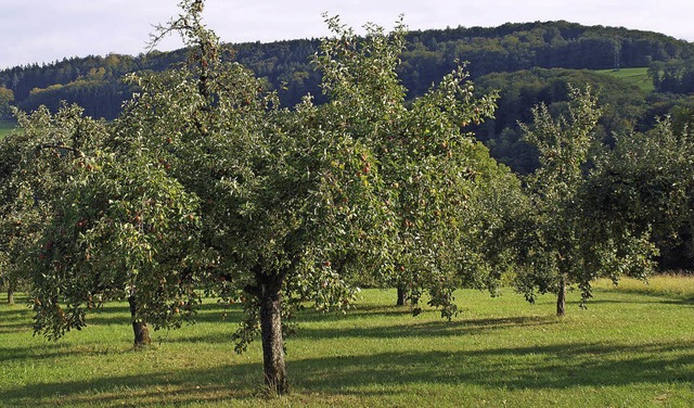 Eine Streuobstwiese bietet mehr als 50...zen- und Tierarten einen  Lebensraum.   | Foto: Nasilowski