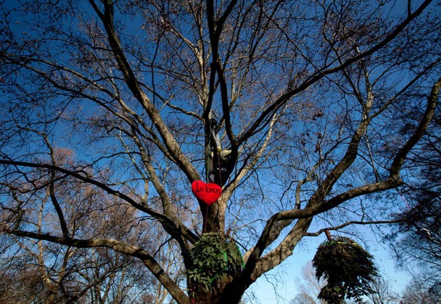 Bei Stuttgart 21 wurde  ebenfalls gege...m Baum im Schlossgarten von Stuttgart.  | Foto: dapd