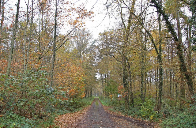 In gutem Zustand: Der Gemeindewald von Reute ist gesund, nur die Eschen leiden.   | Foto: Pia Grttinger