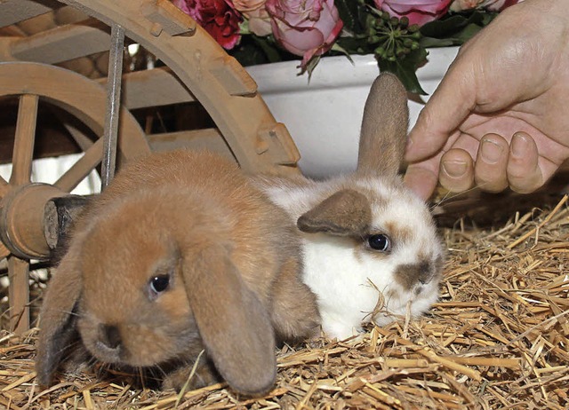 Die Farbzwerge sind Kaninchen-Leichtgewichte.   | Foto: Stefanie Sigmund