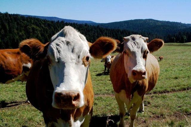Auf dem Stöckmatthof in Bernau leben Hinterwälder Rinder