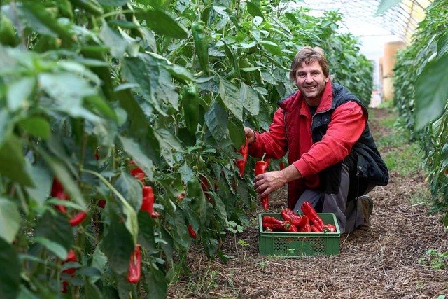 Johannes Witt erntet lange und se Paprika  aus dem eigenen Anbau.  | Foto: Christoph Breithaupt