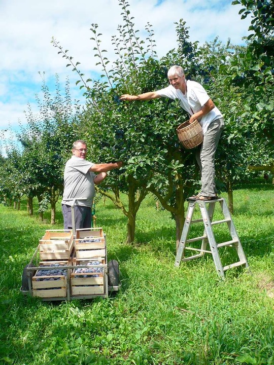Alles hngt an der Frucht: Edmund Guld...en die vollreifen Zwetschgen vom Baum.  | Foto: Bloedner Dominik