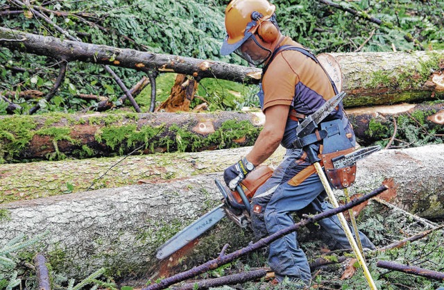 Knapp 1600 Festmeter Holz wurden 2012 im Breisacher Stadtwald eingeschlagen.   | Foto: Archivbild. dpa