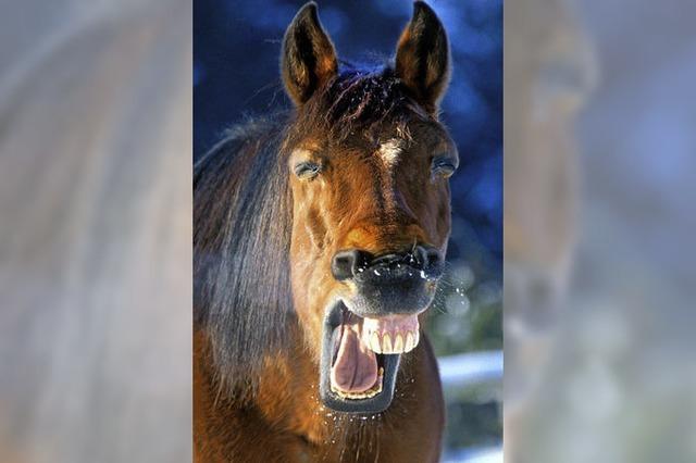 Müssen Pferde auch zum Zahnarzt?