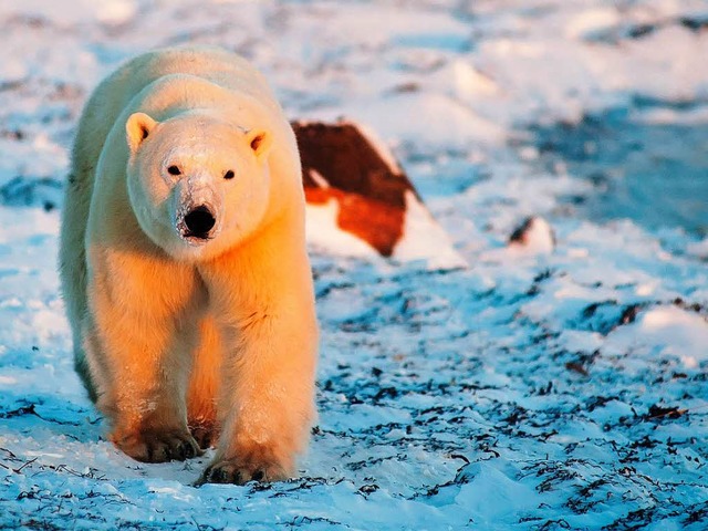 Mit ihm ist zu rechnen: Polarbr  | Foto: Birgit-Cathrin Duval