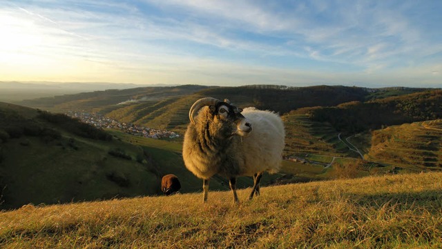 4  Kalender von Rainer Spaniel zeigen ...sach, dem Kaiserstuhl und dem Elsass.   | Foto: Rainer Spaniel