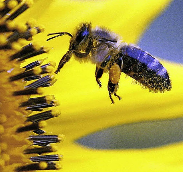 Rund 180 Bienenvlker zhlt der Imkerverein Hotzenwald.   | Foto: DPA