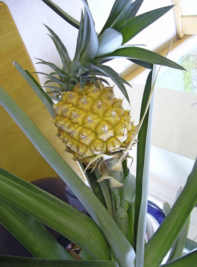 Ananas, selbst gezogen in der Gresgener Grundschule.   | Foto: Privat