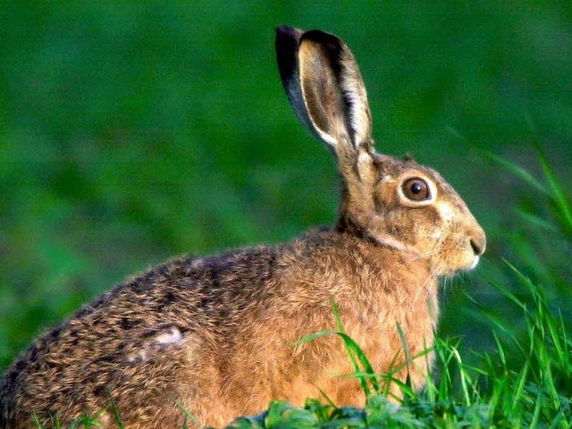 Fehlen den Schwanauer Feldhasen die gesunden Kruter?  | Foto: Norbert Frsterling