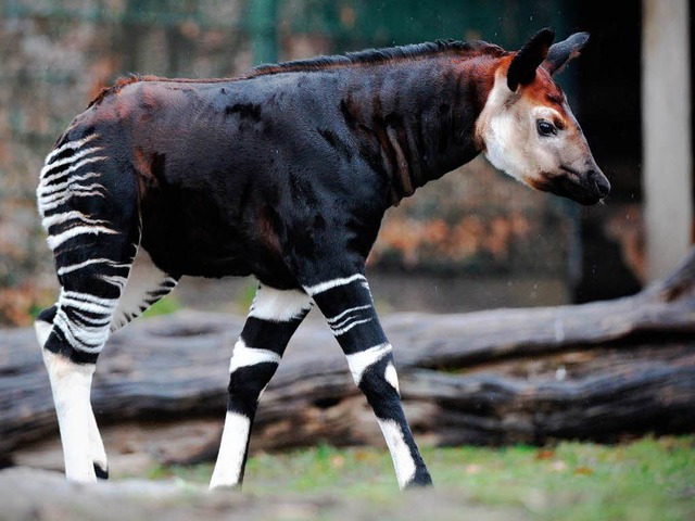 Im Berliner Zoo gab&#8217;s erst Okapi-Nachwuchs: Bashira   | Foto: dpa