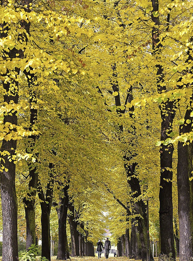 Wald im Herbst.  | Foto: dpa