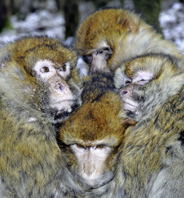 Eine Gruppe Berberaffen.   | Foto: dpa