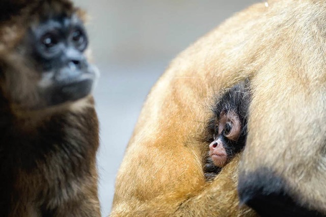 Nein, Klammerffchen heien nicht so, weil sie sich an ihre Mama klammern.  | Foto: Zoo Basel