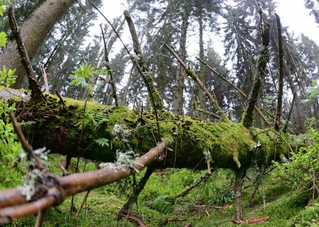 Die Natur soll im Nationalpark Nordschwarzwald sich selbst berlassen werden.  | Foto: dpa
